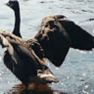 Meet your Posher, Madibo